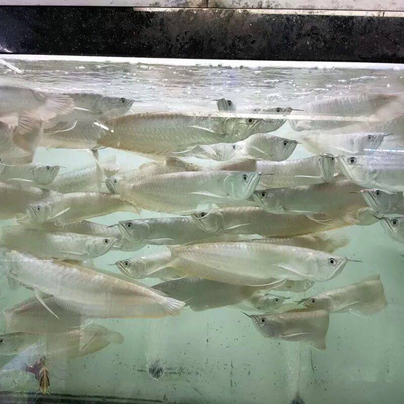 龙鱼活体幼苗热带观赏鱼金龙鱼淡水中大型鱼