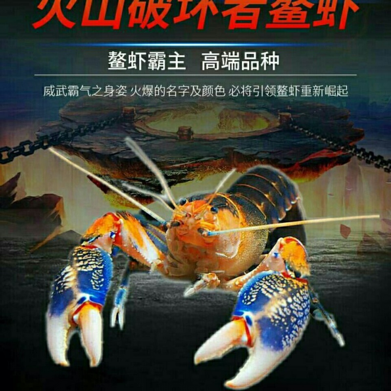 首页 下载app                          观赏虾鳌虾印尼虾火山破坏者