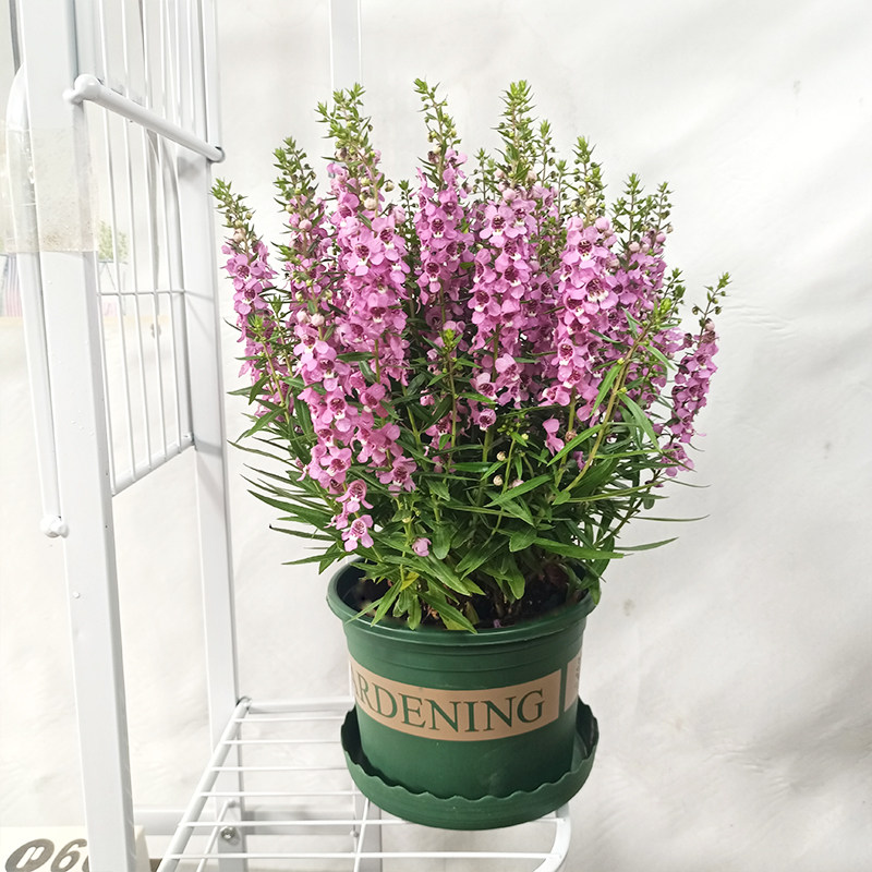 彩雀盆栽绿植天使花好四季开花花苞庭院阳台时令草本花卉