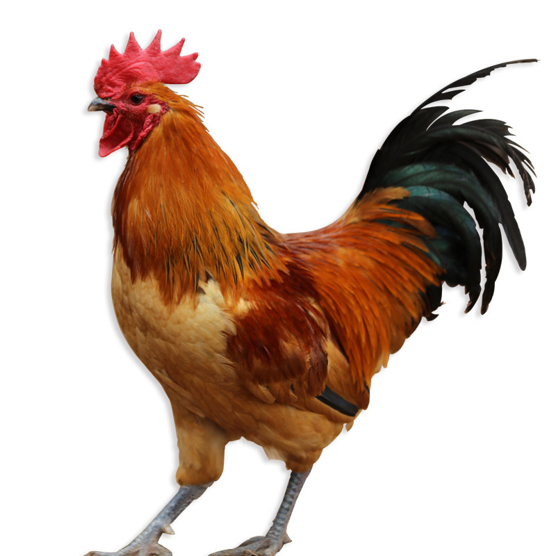 正宗农家散养土鸡老公鸡大公鸡草鸡笨鸡现杀新鲜整只农家走地鸡