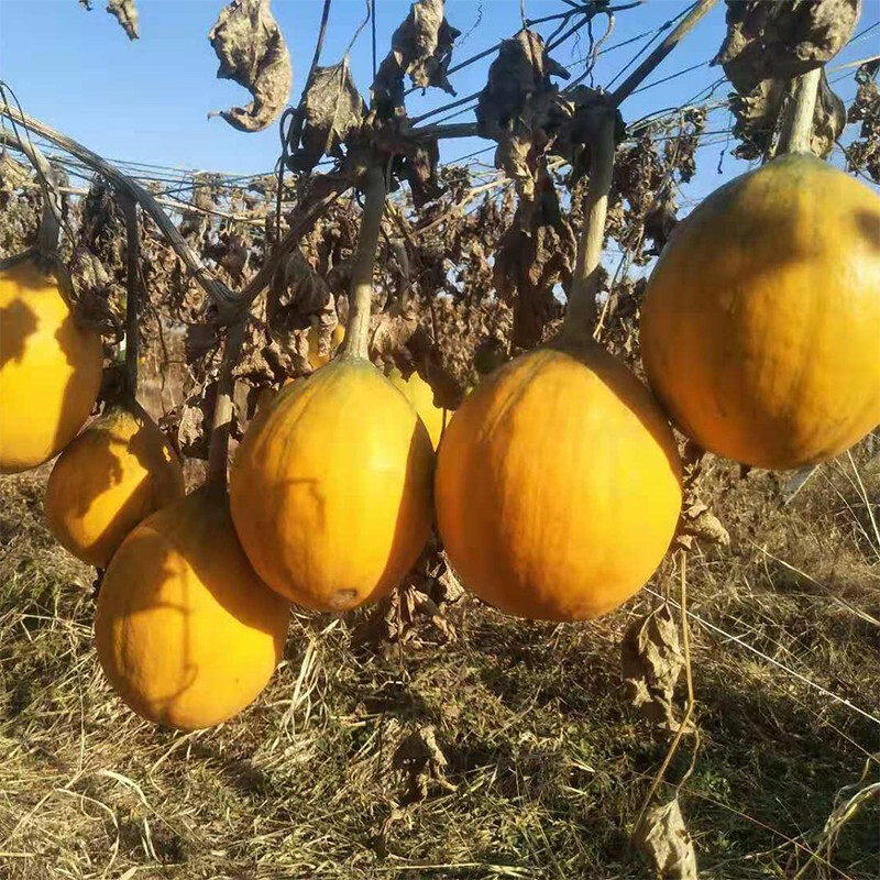 瓜子悦耘瓜娄250g非吊休闲食品干货其它