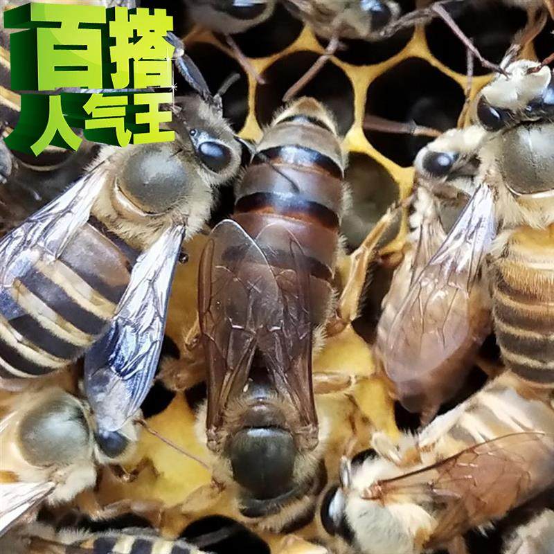 中蜂蜂王红背蜂王四a色蜂王双色王仓蜂王阿坝王新开产蜂王高产蜂