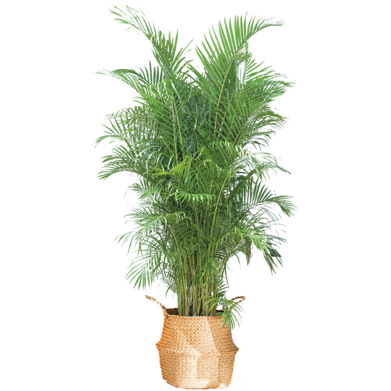 客厅凤尾大型散尾植物开业送礼盆栽办公办公室大型绿植
