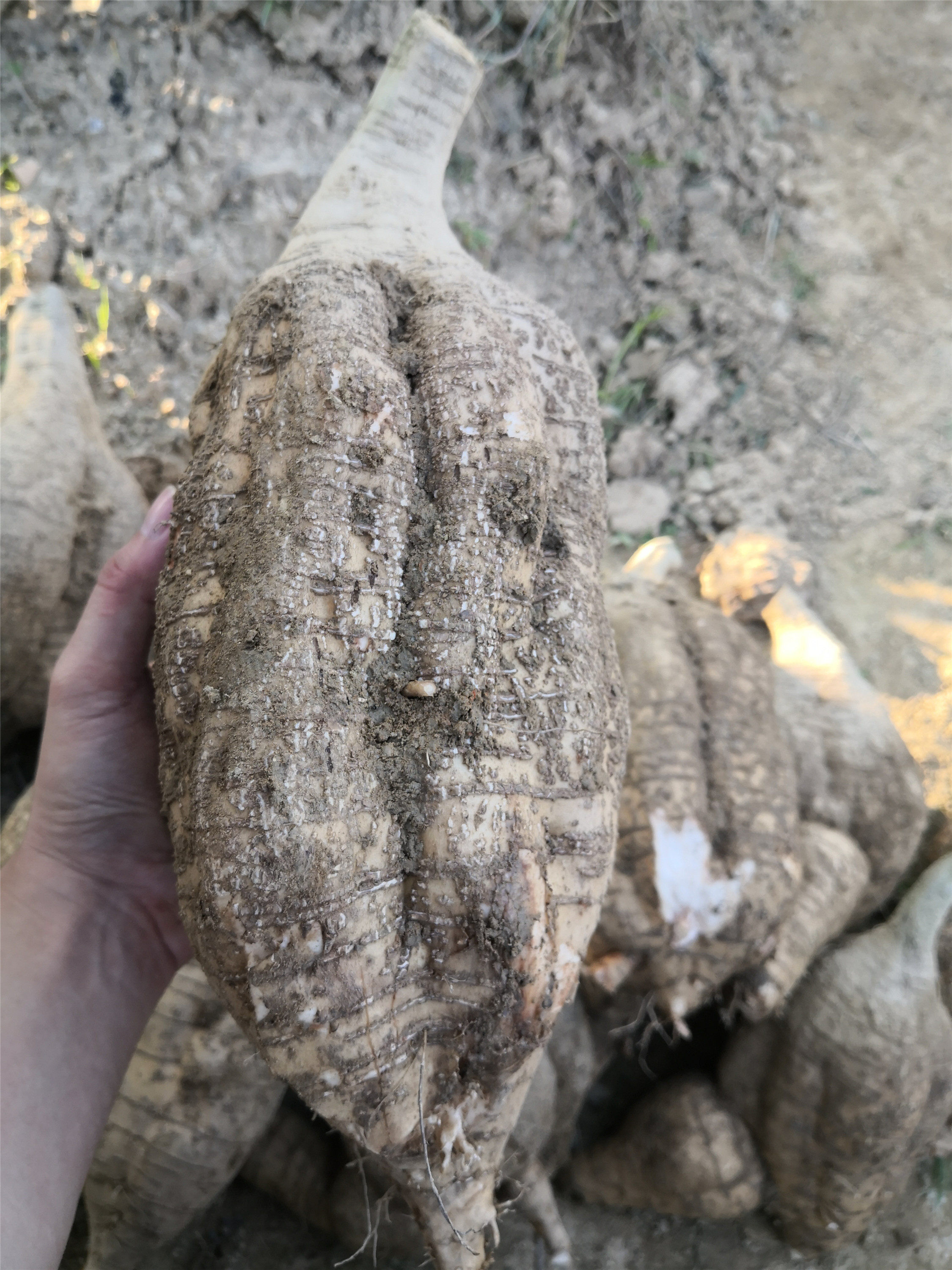 葛根新鲜粉葛煲汤黄葛清甜无渣筋起广东生葛根葛根