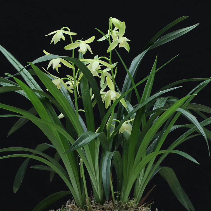 观音音素素色花朵建兰四季兰兰兰花室内绿色植物花卉