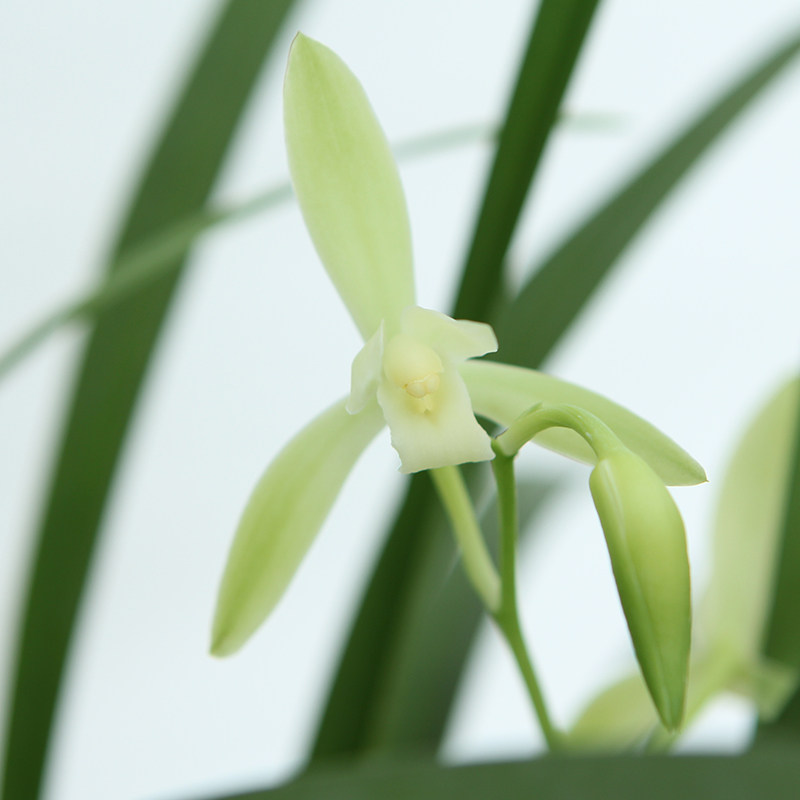 观音音素素色花朵建兰四季兰兰兰花室内绿色植物花卉