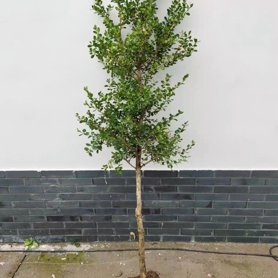 黄杨小叶树苗独杆盆栽高杆瓜子四季常青盆景绿植