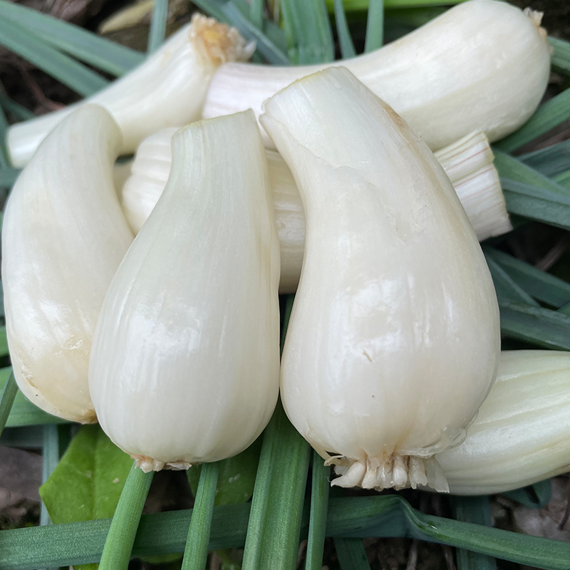 藠头新鲜四川8斤去叶荞头时令蔬菜农家自种其它