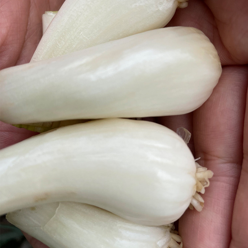 藠头新鲜四川8斤去叶荞头时令蔬菜农家自种其它