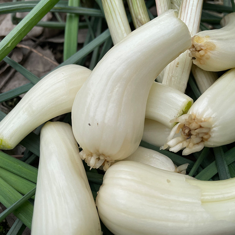 现挖藠头四川特产5斤当季蔬菜农家自种荞头其它