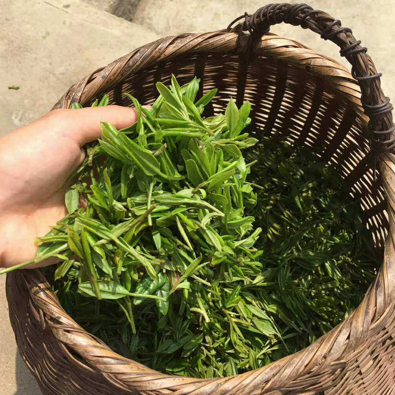 2022年无为茶明野生毛公山都督山猪头山春茶新茶叶绿茶黄山毛峰