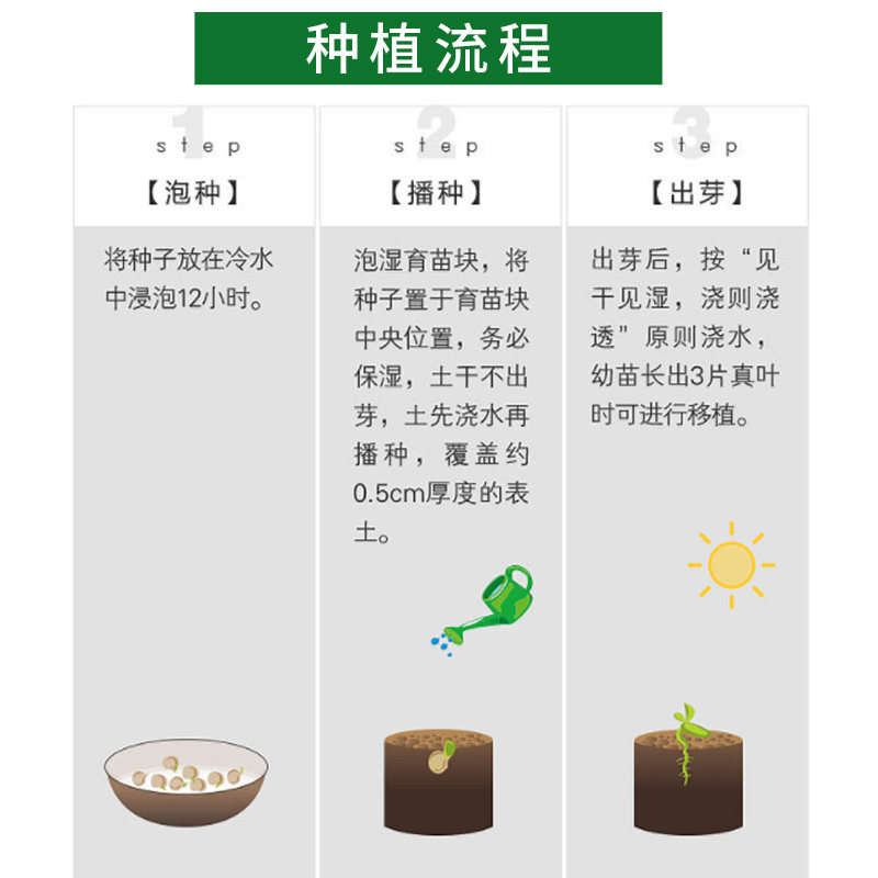 香菜种籽 大叶四季播阳台种菜农家小叶蔬菜种子菜籽种大全菜子种