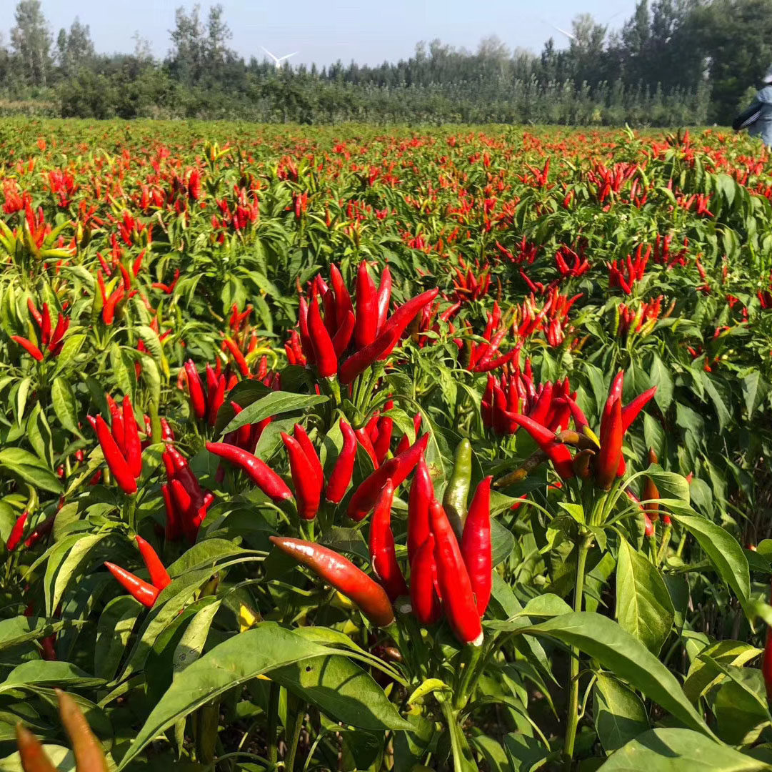 高产辣椒种子七彩种籽小米椒螺丝朝天椒线甜椒家庭园艺种子