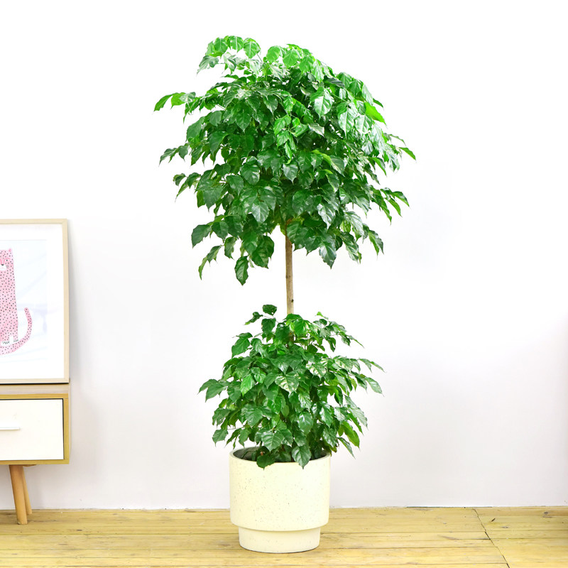 绿宝幸福树盆栽大客客厅室内招财树办公室大棵造型大型绿植