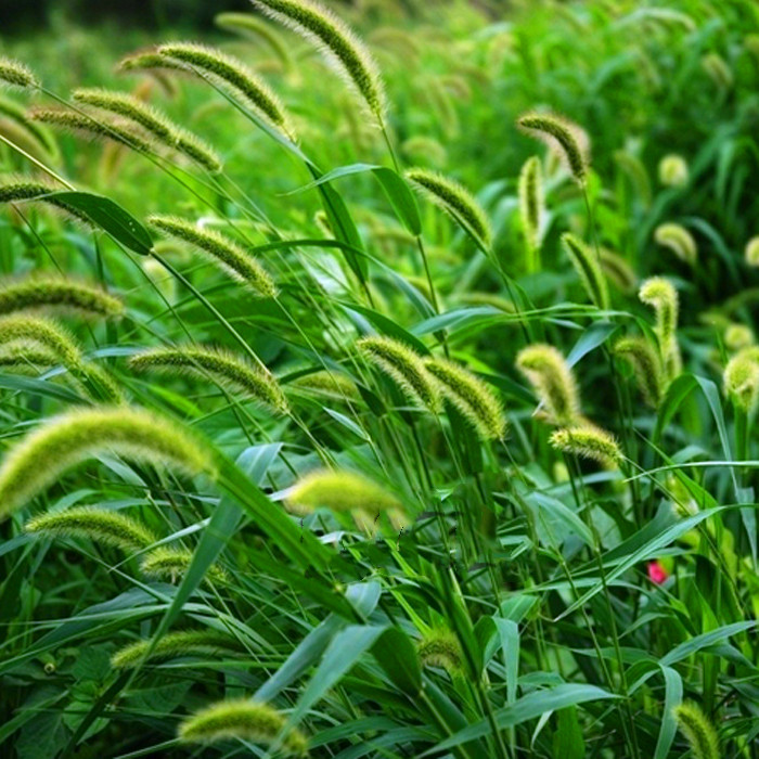 护坡狼尾草狗尾巴狗尾草草籽观赏野芒草工程多年生家庭园艺种子