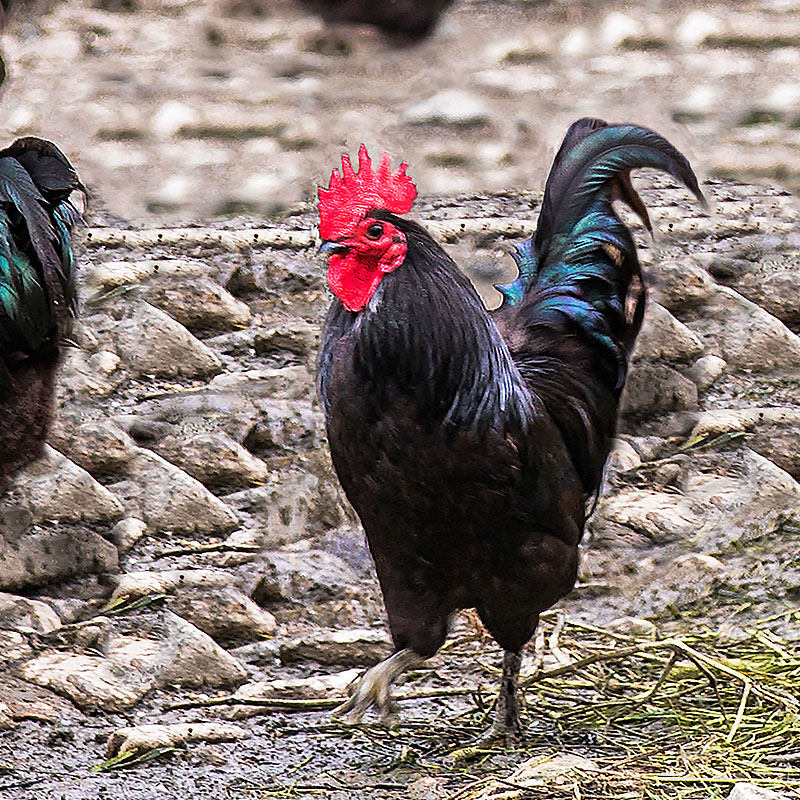 公鸡安徽黄山黑仔未打鸣仔深山散养黑羽皖南整鸡