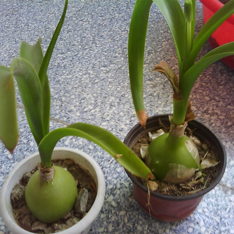 盆栽虎眼万年青多肉植物海可食用入药三七七奇花卉绿植