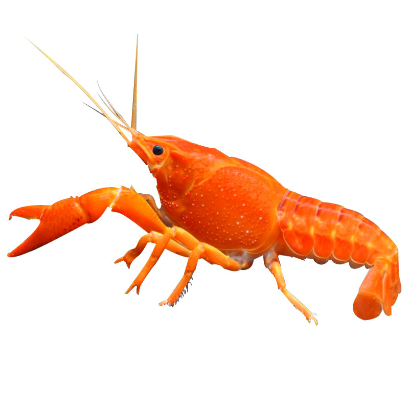 鳌虾观赏宠物活体橘鳌虾苗淡水冷水天空蓝魔虾