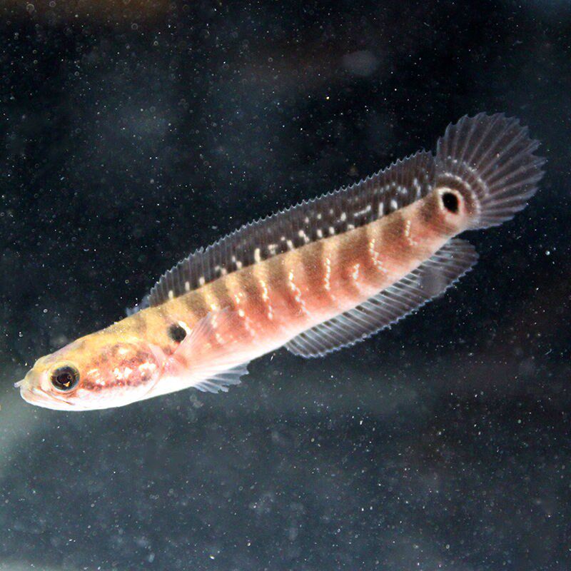 七星鱼苗淡水养殖山珍珠雷龙包邮贵州蛇鱼观赏鱼鱼