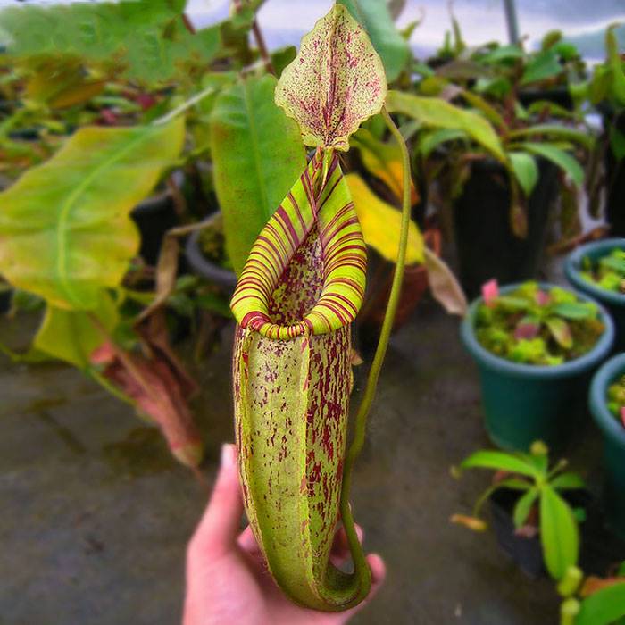 植苑食虫植物瑞安娜猪笼草笼子巨大新奇花卉绿植绿植