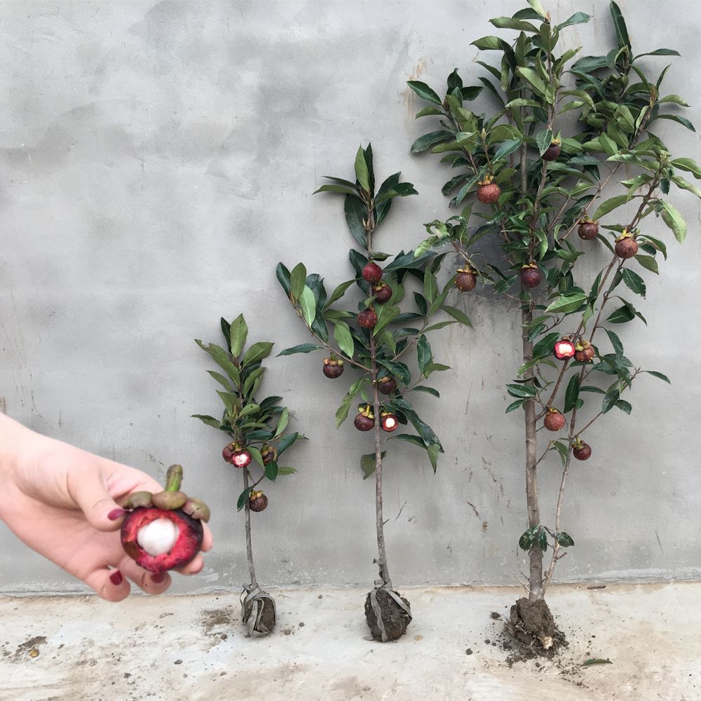 水果树苗山竹果苗邮包包邮包四季南方大地特大果树