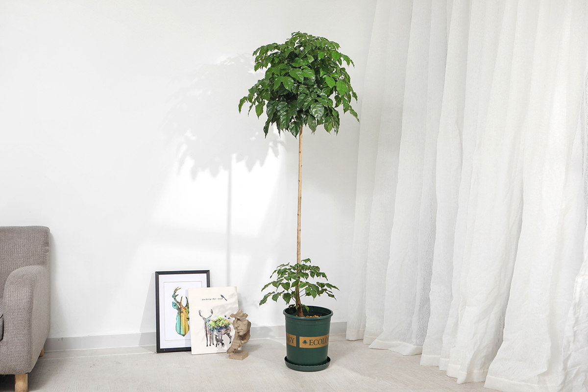 幸福树棒棒造型盆栽客厅办公室甲醛净化空气创意常青大型绿植