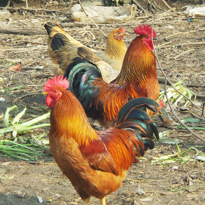 发3只土鸡农家散养三黄鸡公鸡走地笨鸡草鸡新鲜鸡肉整只非老母鸡