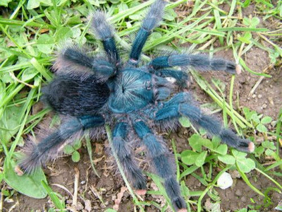 巴西蜘蛛毛绒绒嘟嘟毛嘟嘟活体蓝绿宠物温顺性格其它水族宠物