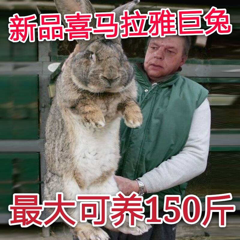 巨型兔子大型超大大流士比利时活物肉兔公母一对兔