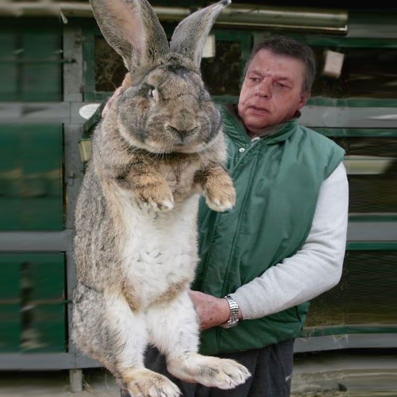 巨型兔子 大型 超大流士喜马拉雅兔子活物一对公母幼崽肉兔活体