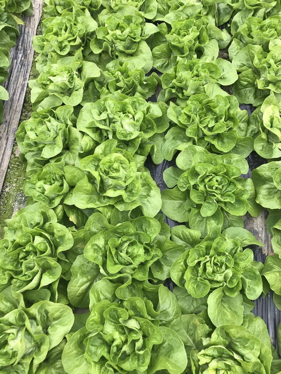 绿食者 奶油生菜250g 新鲜蔬菜沙拉食材 西餐配菜 波士顿生菜