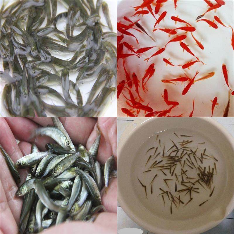 活鱼龙鱼观赏鱼粮饲料活体鳄龟鳄龟 地乌龟食物小鱼苗