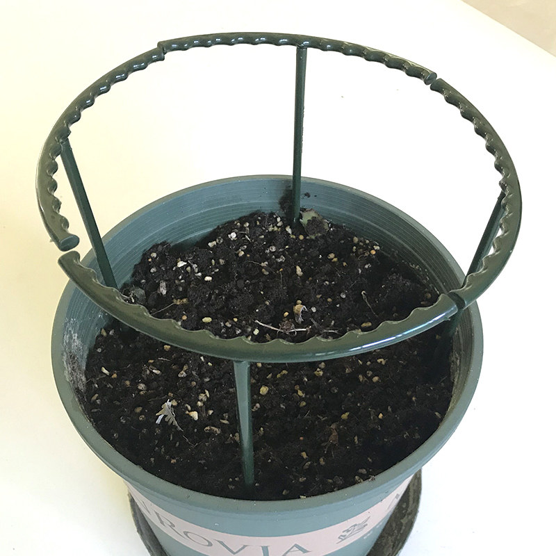 蟹爪兰架太阳花兰花花盆支撑护叶盆栽花支架植物花架