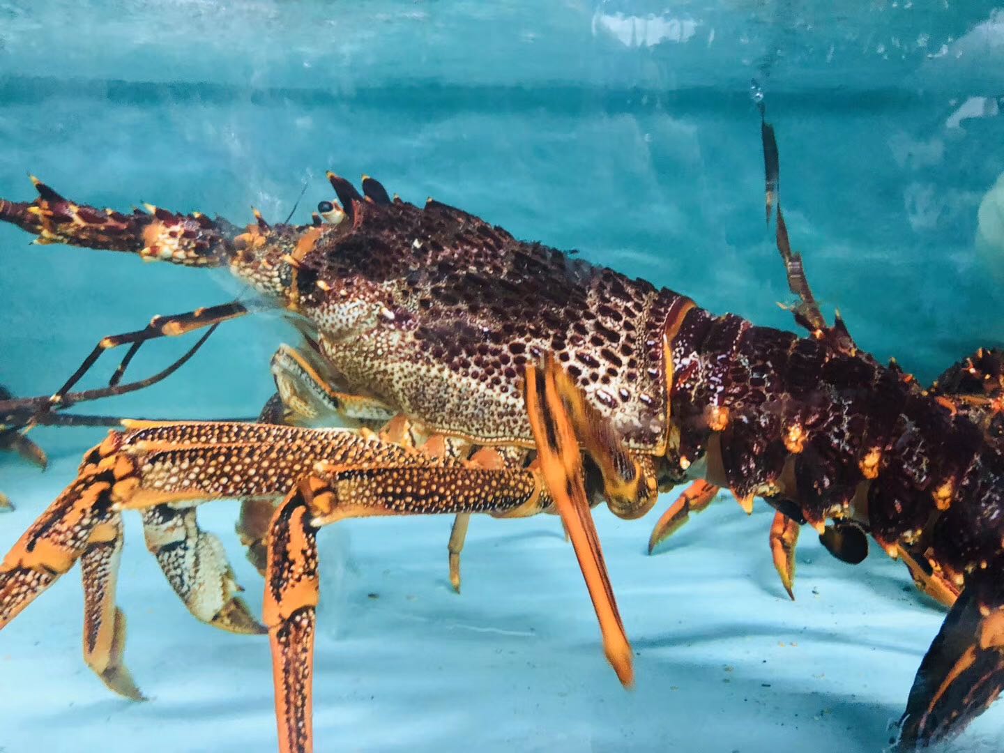 新鲜澳洲龙虾海鲜水产鲜活冷冻进口10超特大澳大利亚青大龙虾3斤