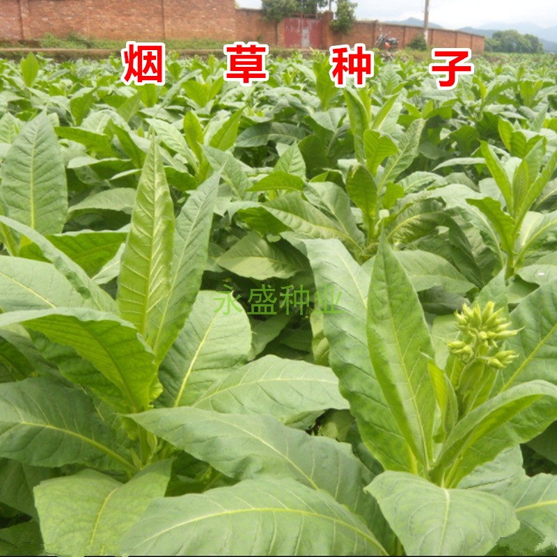 旱烟种子亚布力烟草种籽阳台盆栽种植中熟品种家庭园艺种子