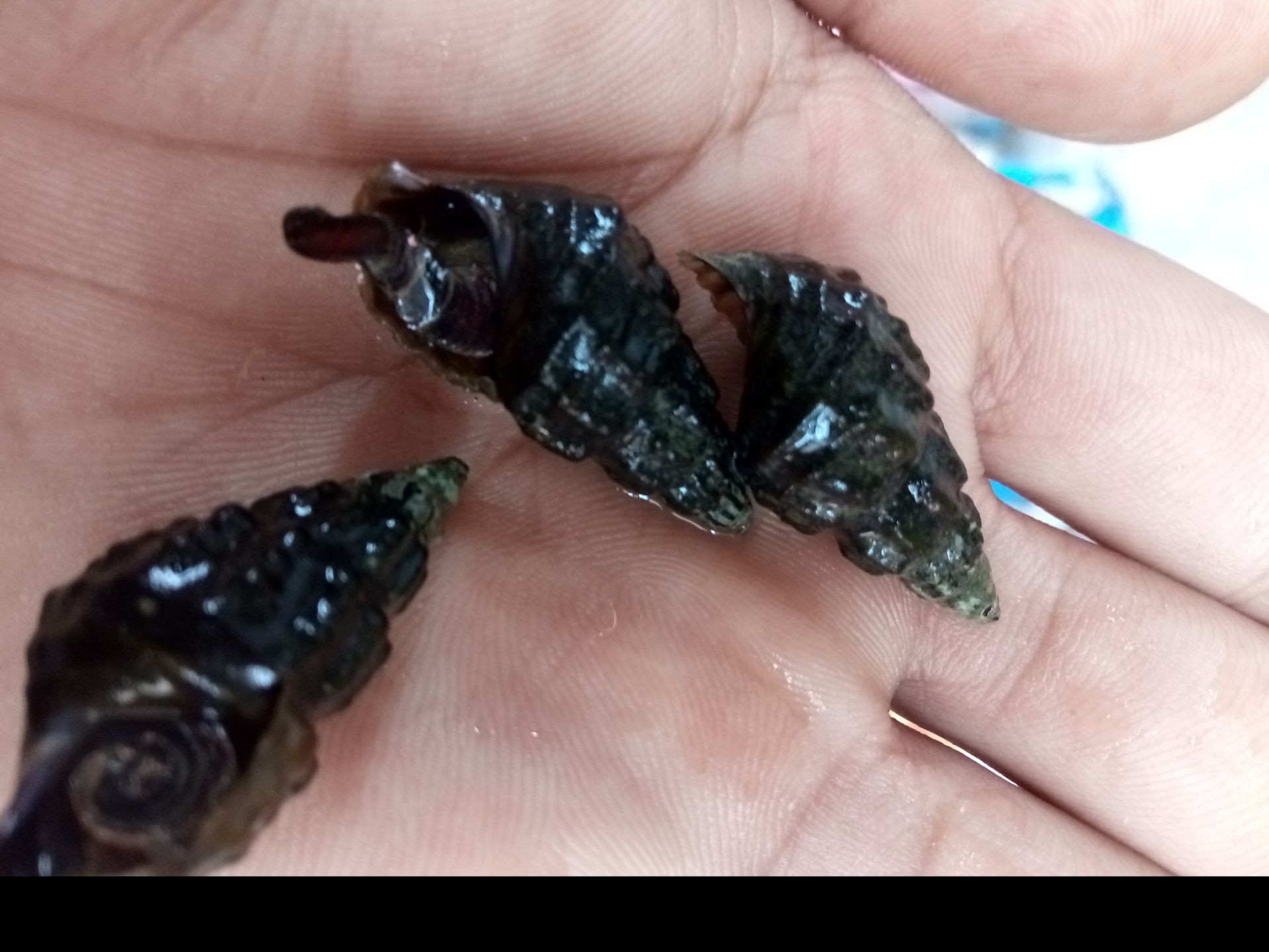 纽丝农村淡水山坑螺鲜活野生扭扭螺鲜甜美美味其它