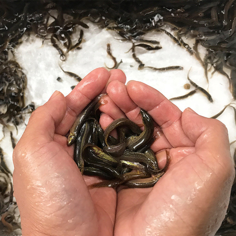 台湾泥鳅苗新鲜泥鳅活体放生宠物鱼苗观赏鱼龙鱼鳄龟泥鳅活体饲料