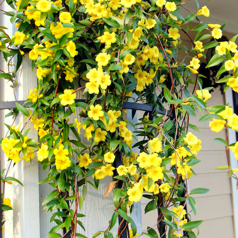 法国香水盆栽冬季花卉爬藤植物阳台庭院耐寒时令草本花卉