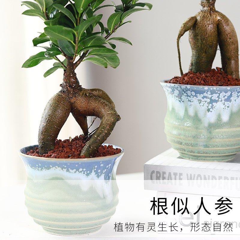 小叶榕树盆景细叶人参榕老桩树桩盆栽花卉植物绿植