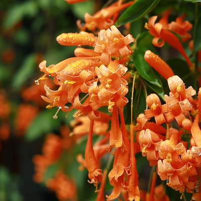 爬墙花卉炮仗花苗攀爬凌霄花苗四季爬藤植物围墙牵藤庭院开花易活