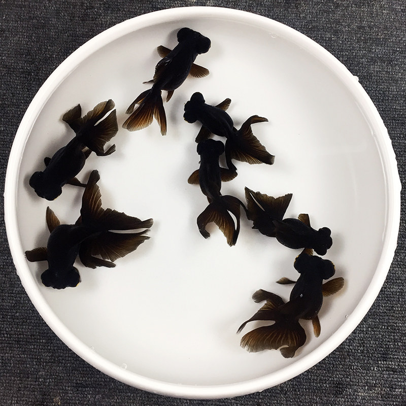 金鱼水族活体观赏鱼宠物大眼黑金黑龙龙眼冷水鱼