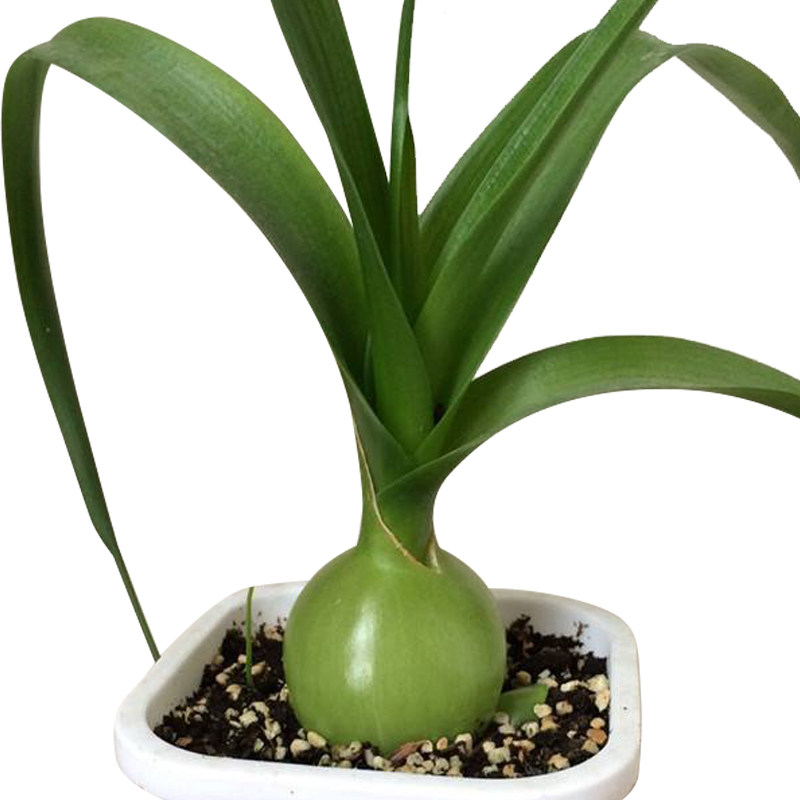 虎眼万年青盆栽海植物花卉三奇花可食用三七盆栽包邮绿植