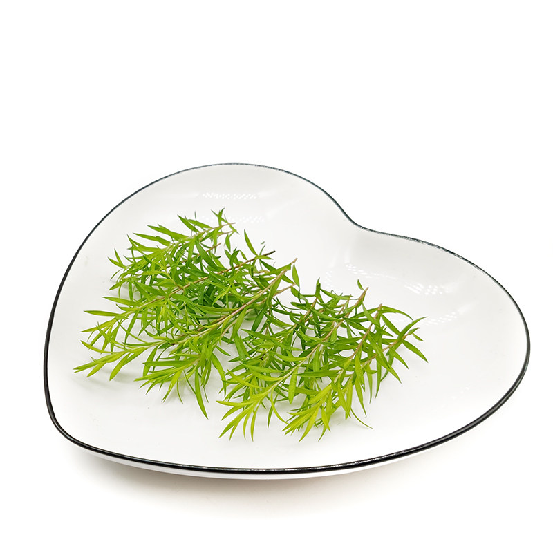 黄金柳芽新鲜20支黄松酒店餐厅摆盘装饰西餐其它