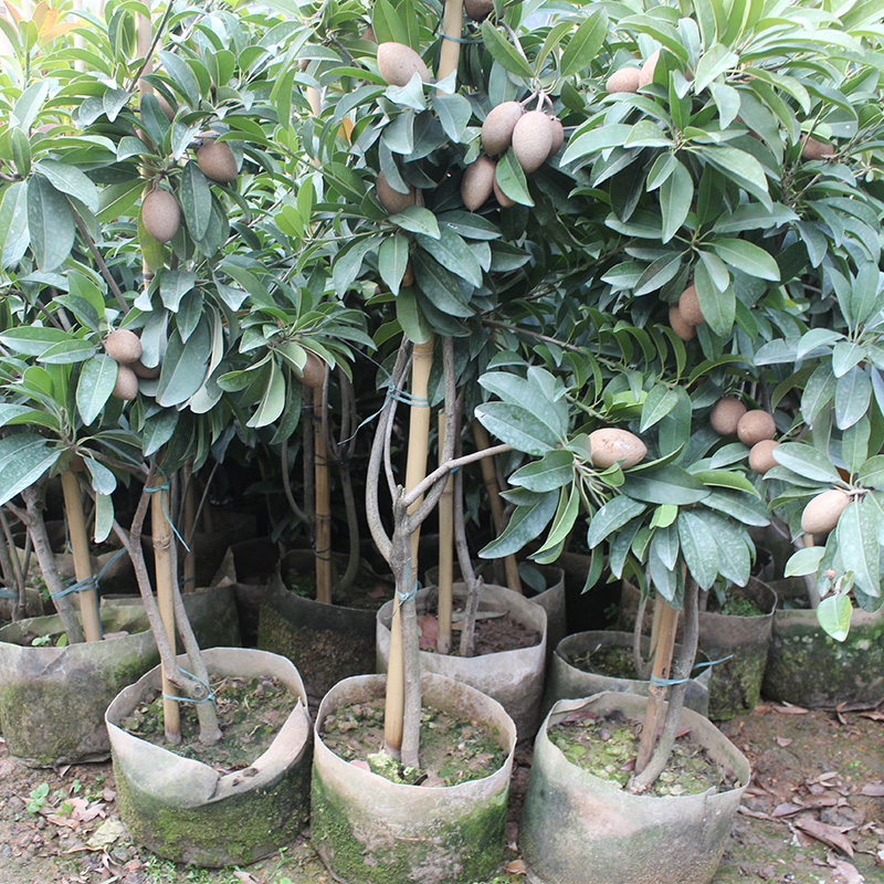 人心果苗果树树苗盆栽地栽庭院四季结果超甜果树
