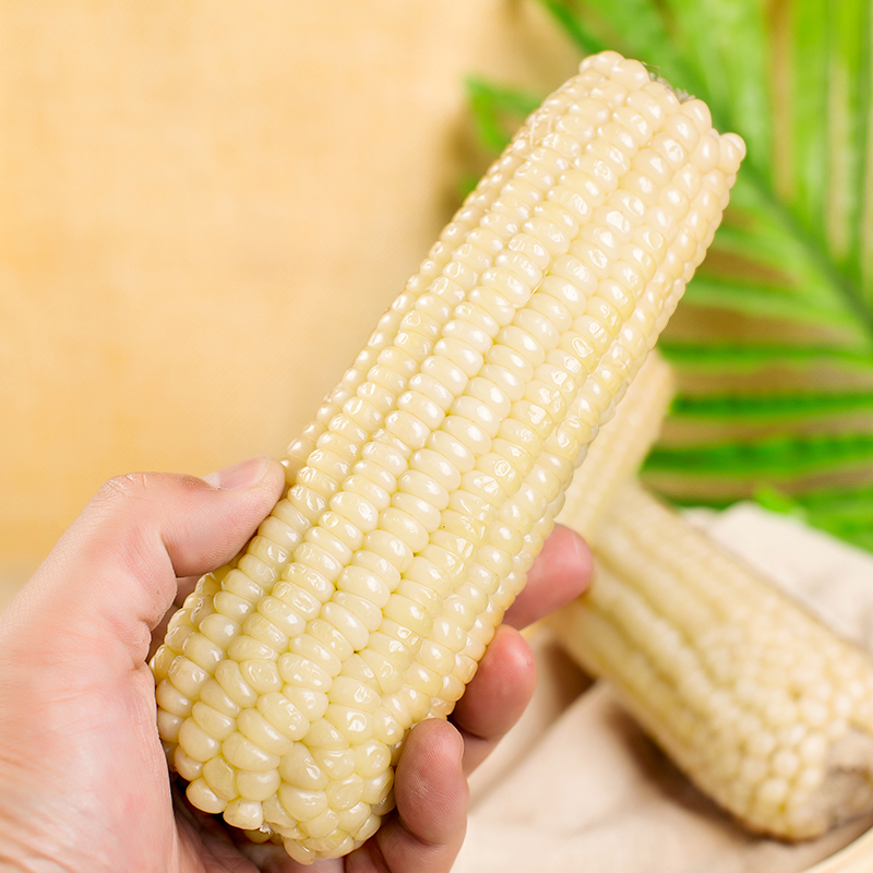 10支新鲜东北粘糯玉米白甜玉米棒即食玉米
