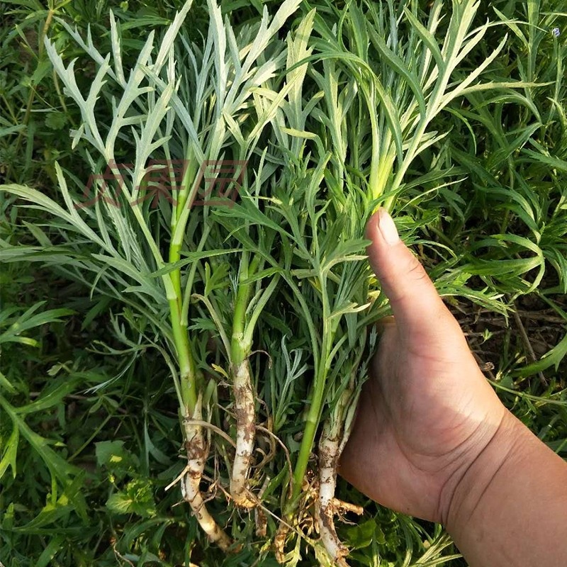 藜蒿苗芦种苗根苗100g包邮泥野生植物驴蒿芦蒿根茎其它