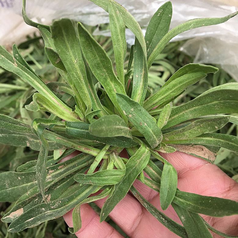 面条野菜新鲜露天霜冻当季蒸菜现挖3斤包邮其它