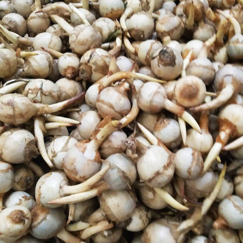 新鲜现挖水茨粉糯农家5斤马蹄小茨白马蹄慈姑其它