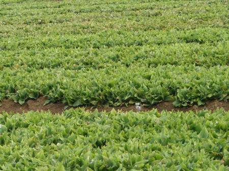 广东新鲜沙姜净重1斤装包味浓多汁肉厚饱满生姜