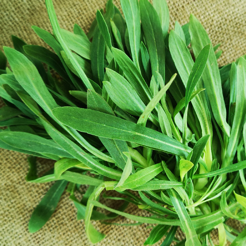 新鲜面条野生露天现摘现发苗条菜蒸柳叶菜羊叶菜类